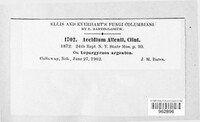 Dicaeoma allenii image